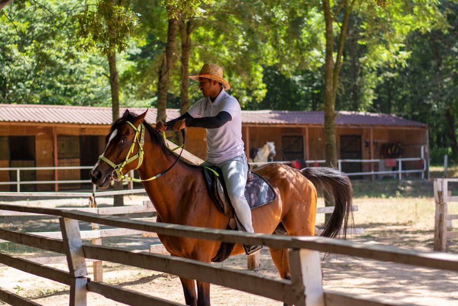 How Horses Heal: The Science Behind Equine Therapy